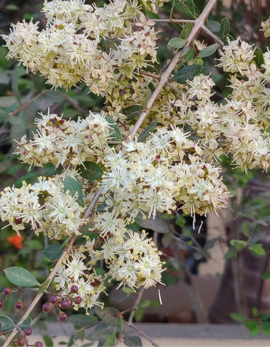 🌺 Blooming Ink: The Beautiful Union of Henna (Lawsonia inermis)  & Flowers